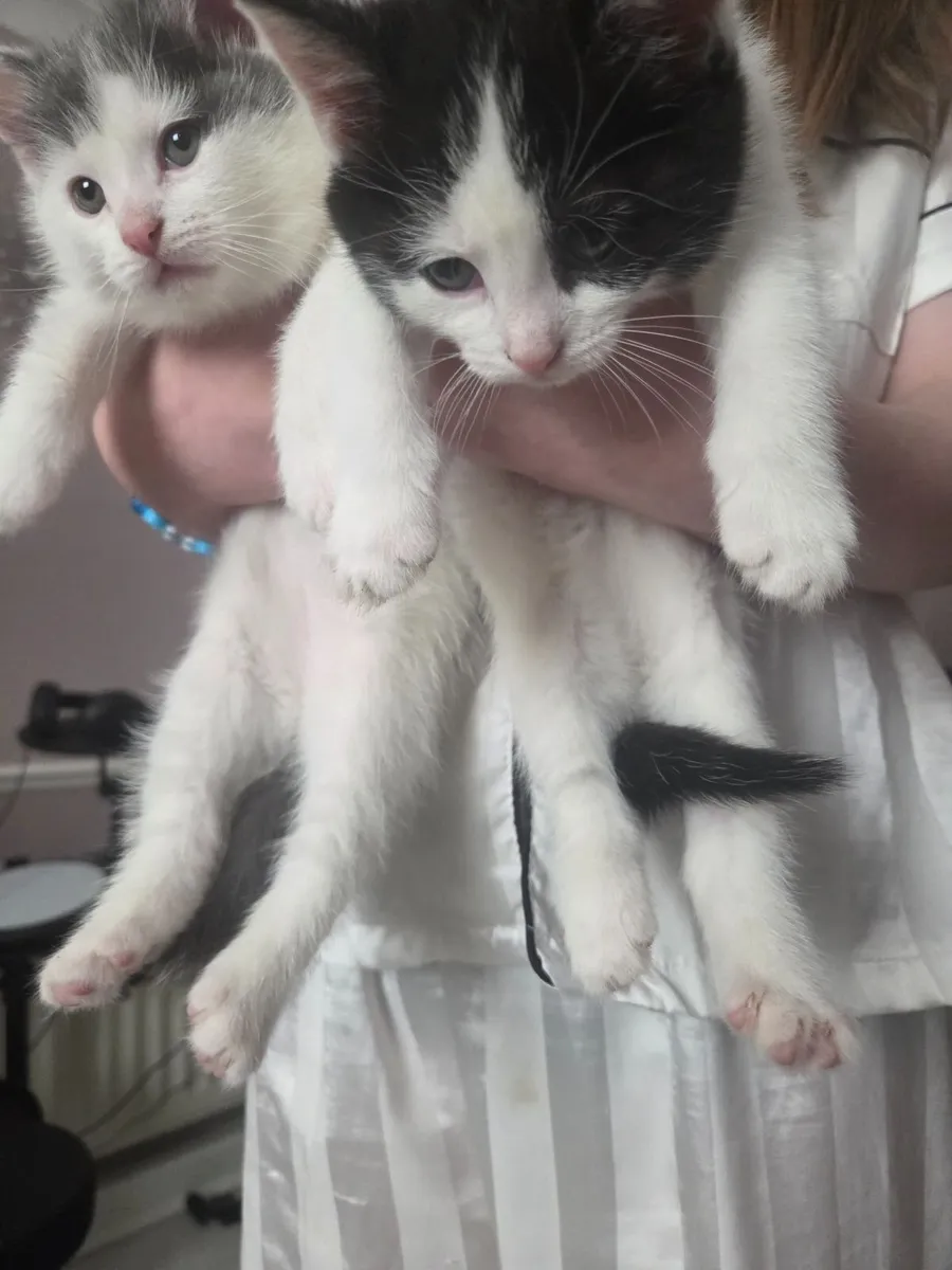 Kittens for new home - Image 1