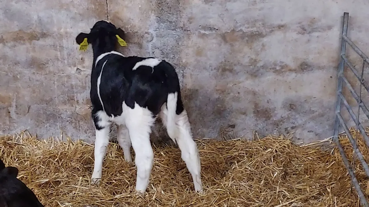 FR Bull Calves - Image 1