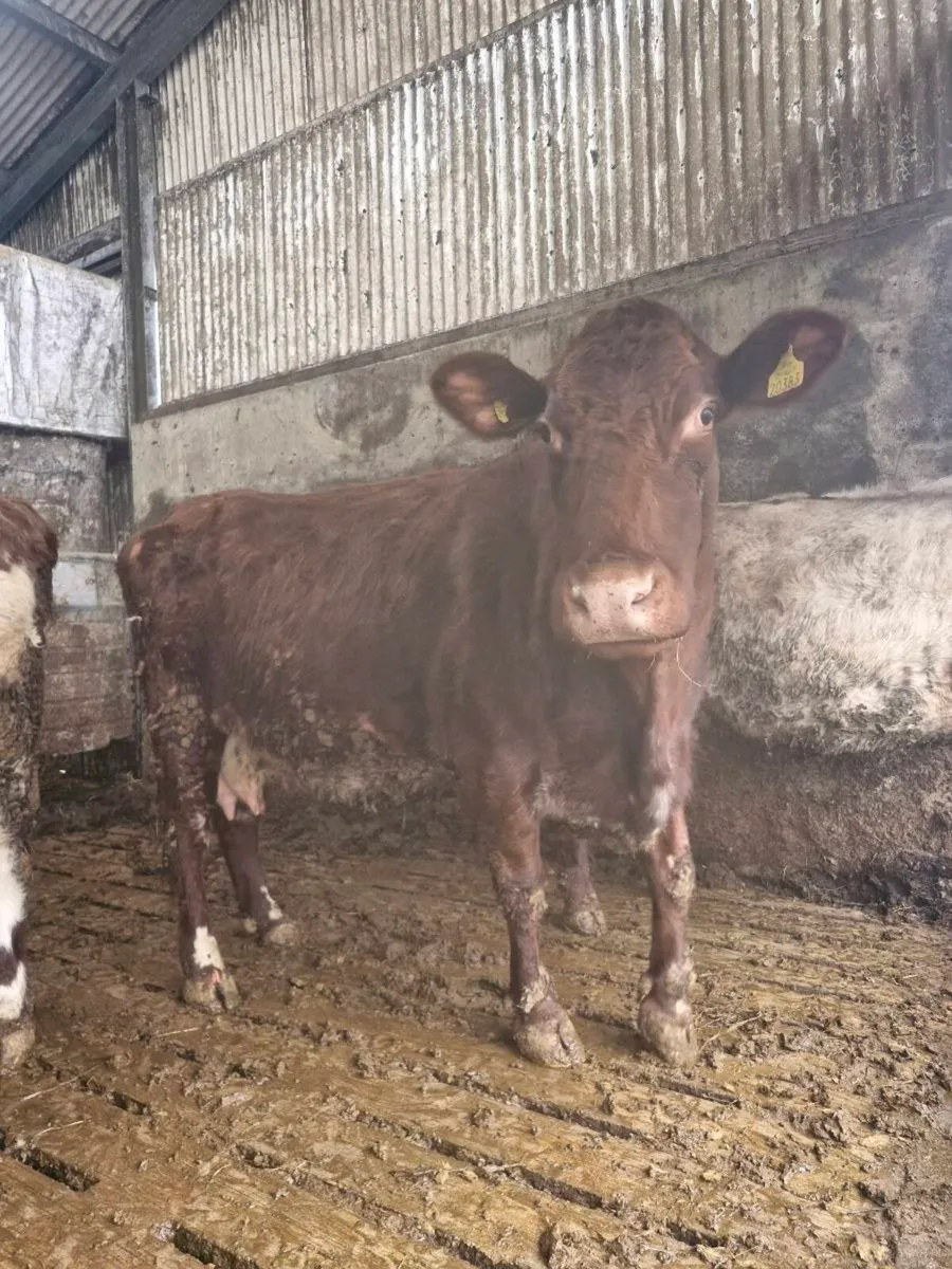 Foster cow - Image 2