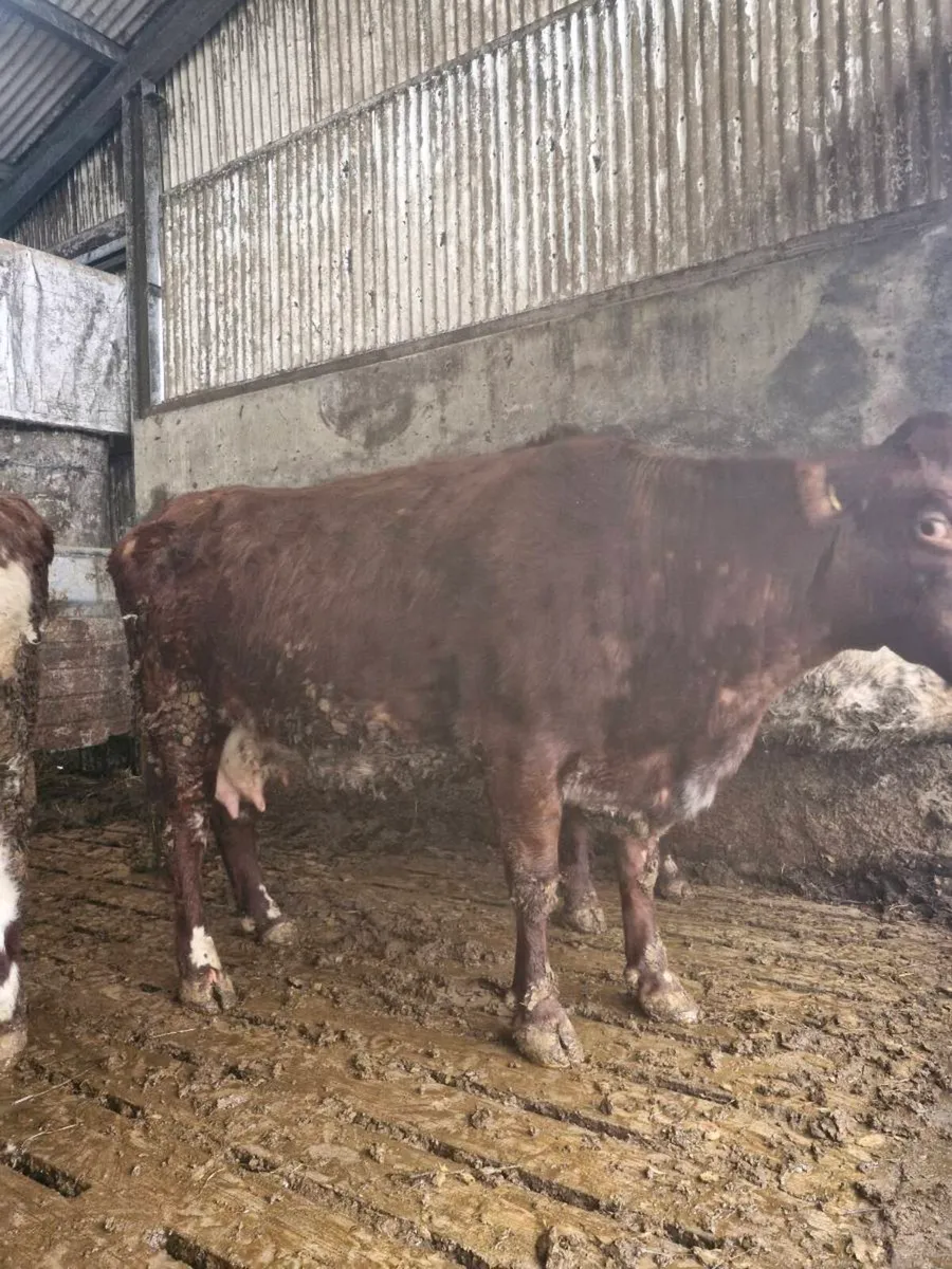 Foster cow - Image 1