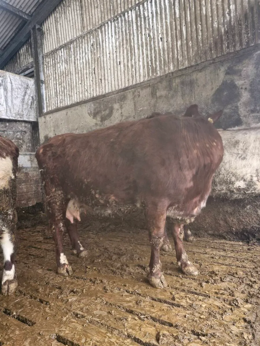 Foster cow - Image 3