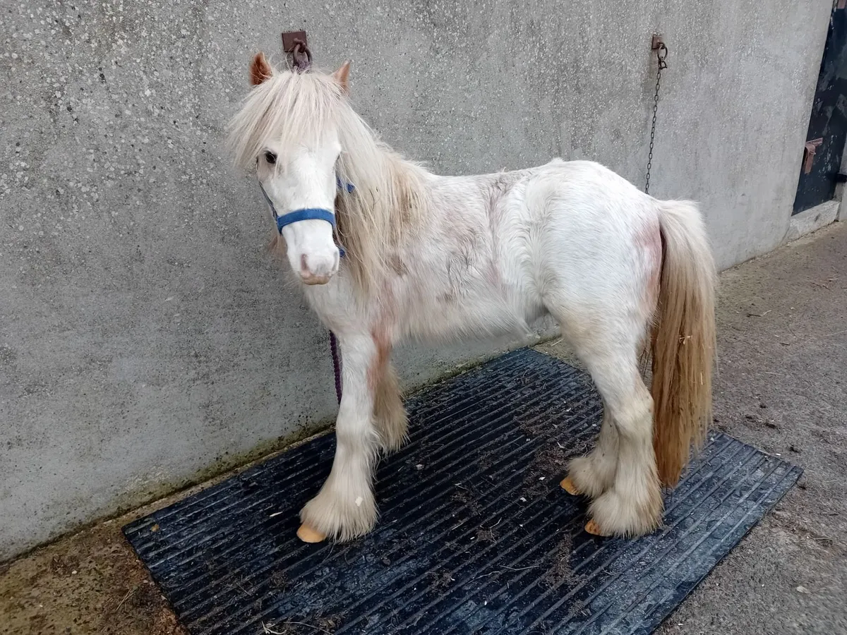Mini  blagdon   cob colt 3 yr old - Image 3