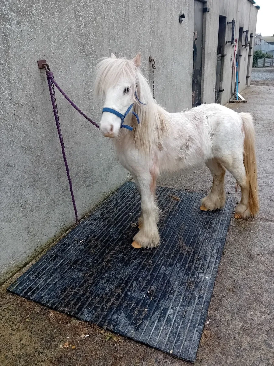 Mini  blagdon   cob colt 3 yr old - Image 4