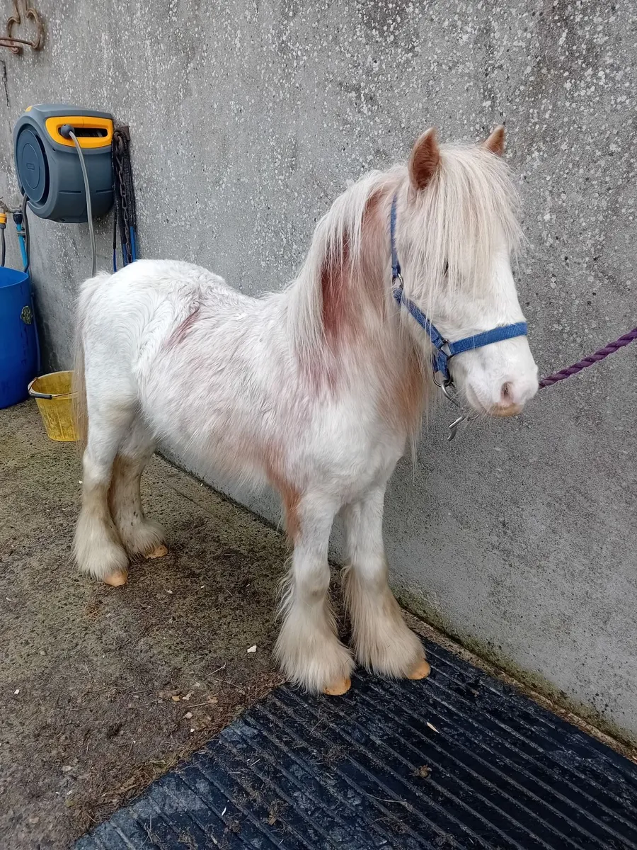 Mini  blagdon   cob colt 3 yr old - Image 2