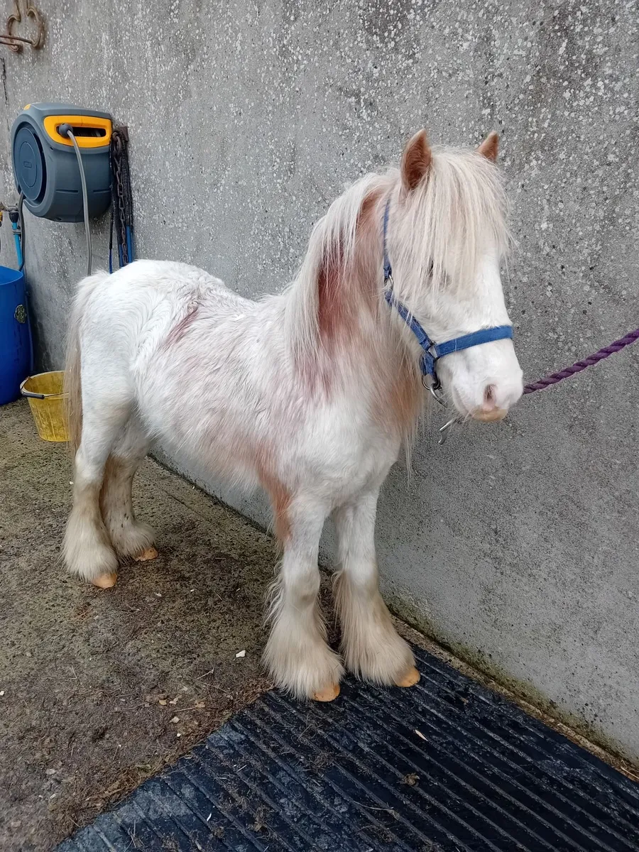 Mini  blagdon   cob colt 3 yr old - Image 1