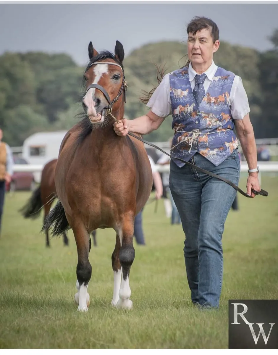 Registered welsh pony - Image 2