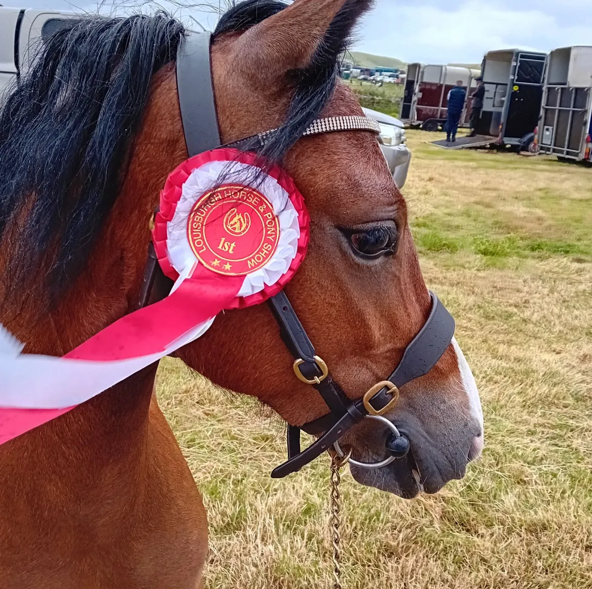 Registered welsh pony - Image 3