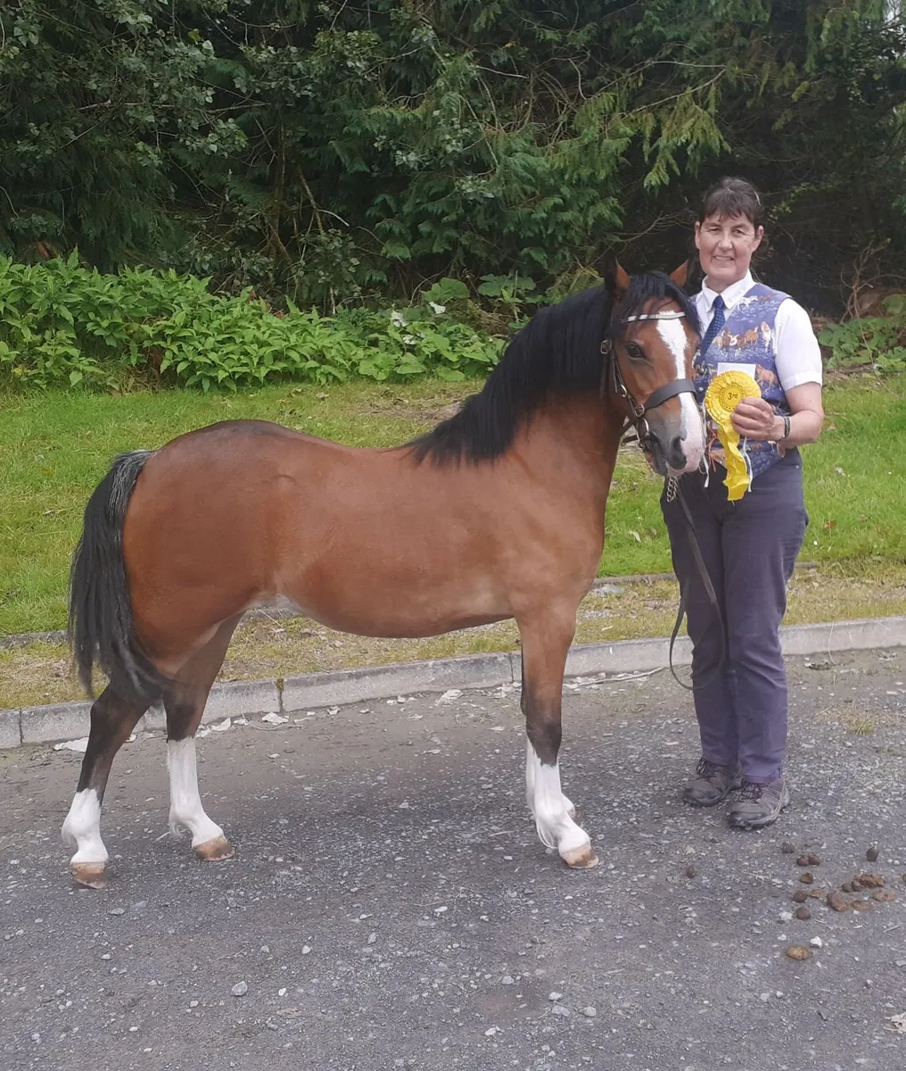 Registered welsh pony - Image 1