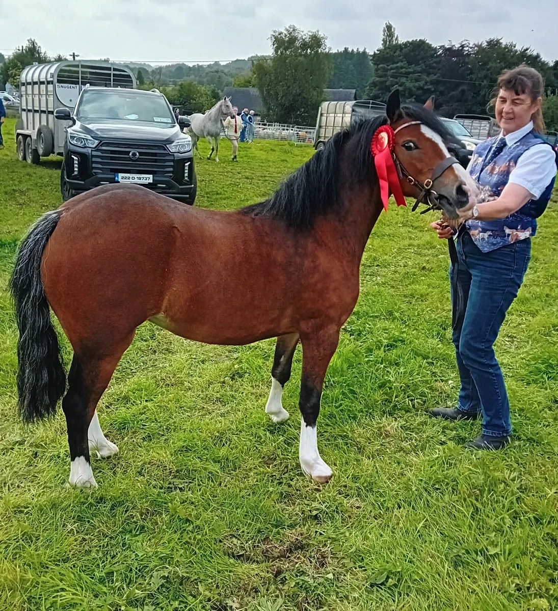Registered welsh pony - Image 4
