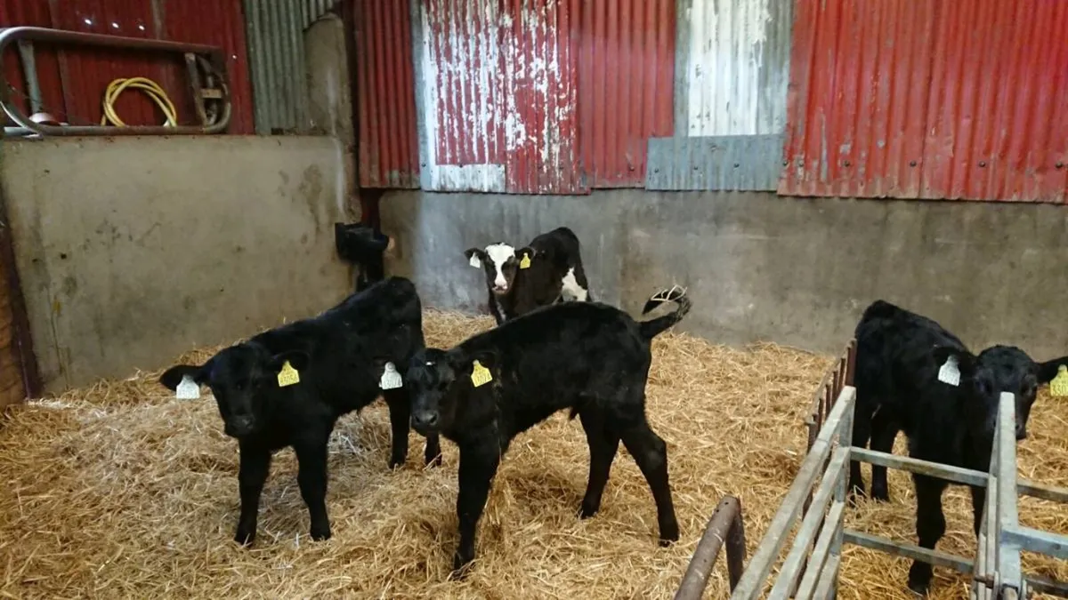 17 Aberdeen Angus Calves - Image 2