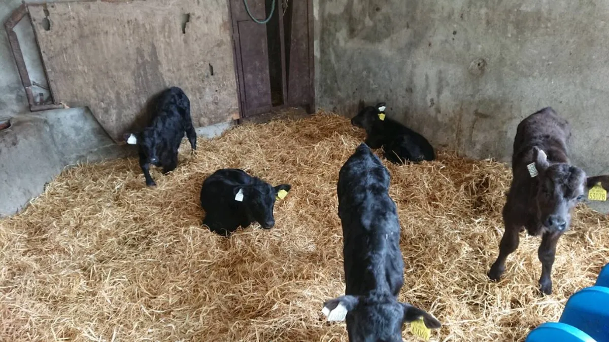17 Aberdeen Angus Calves - Image 3