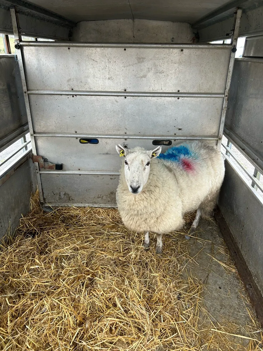 Foster Ewe - Image 1