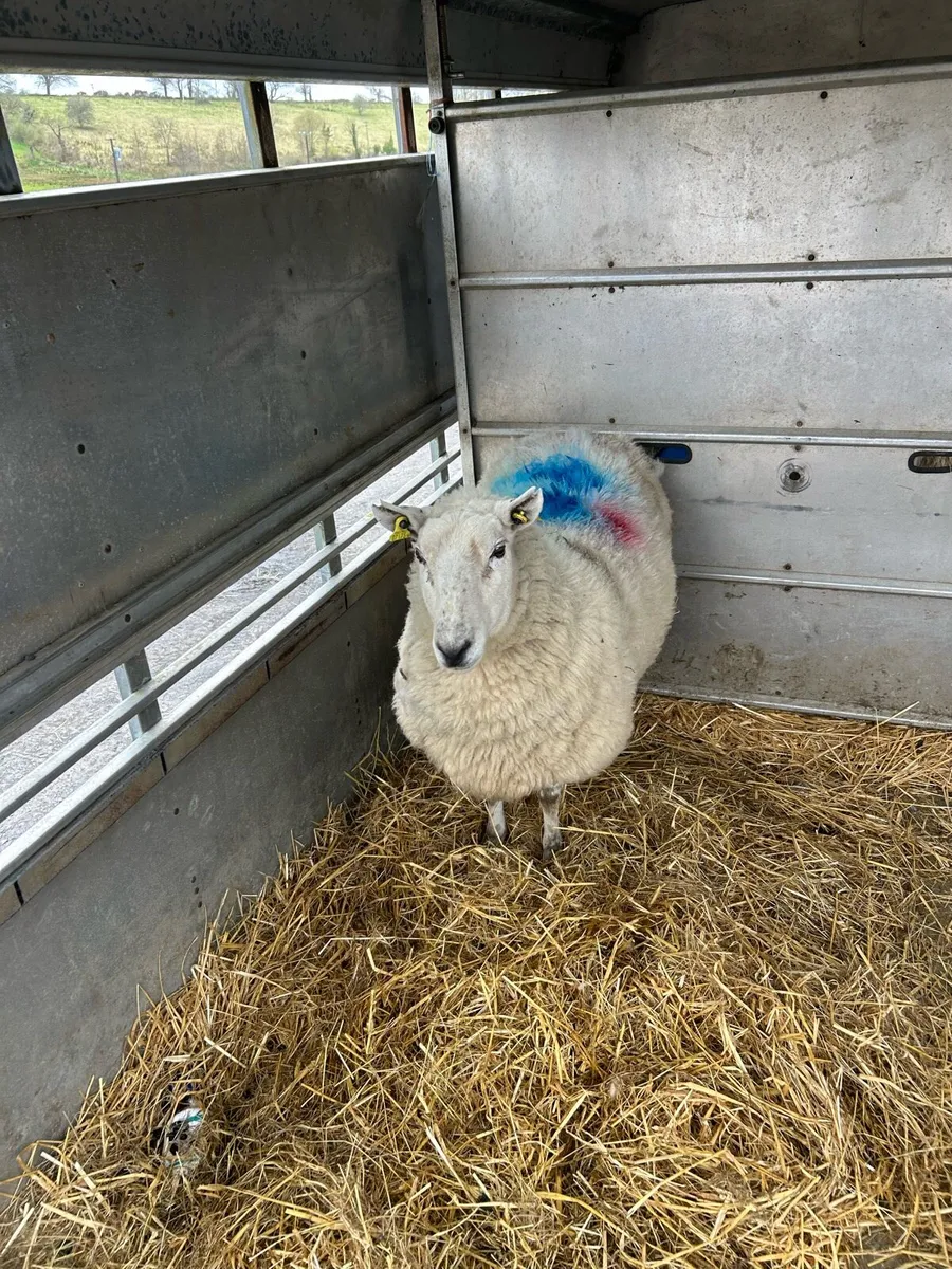 Foster Ewe - Image 2