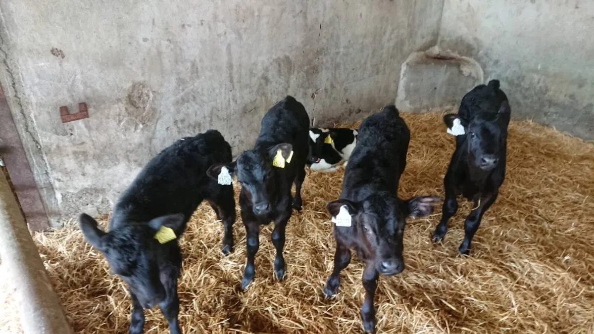17 Aberdeen Angus Calves - Image 1
