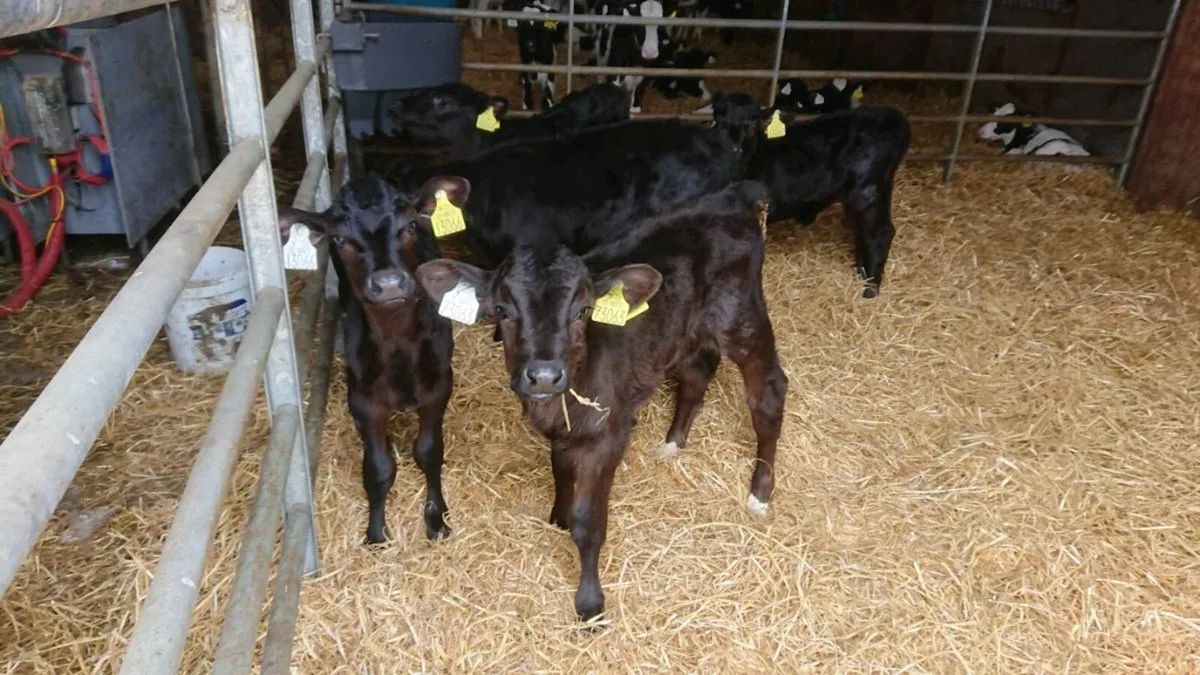 17 Aberdeen Angus Calves - Image 4