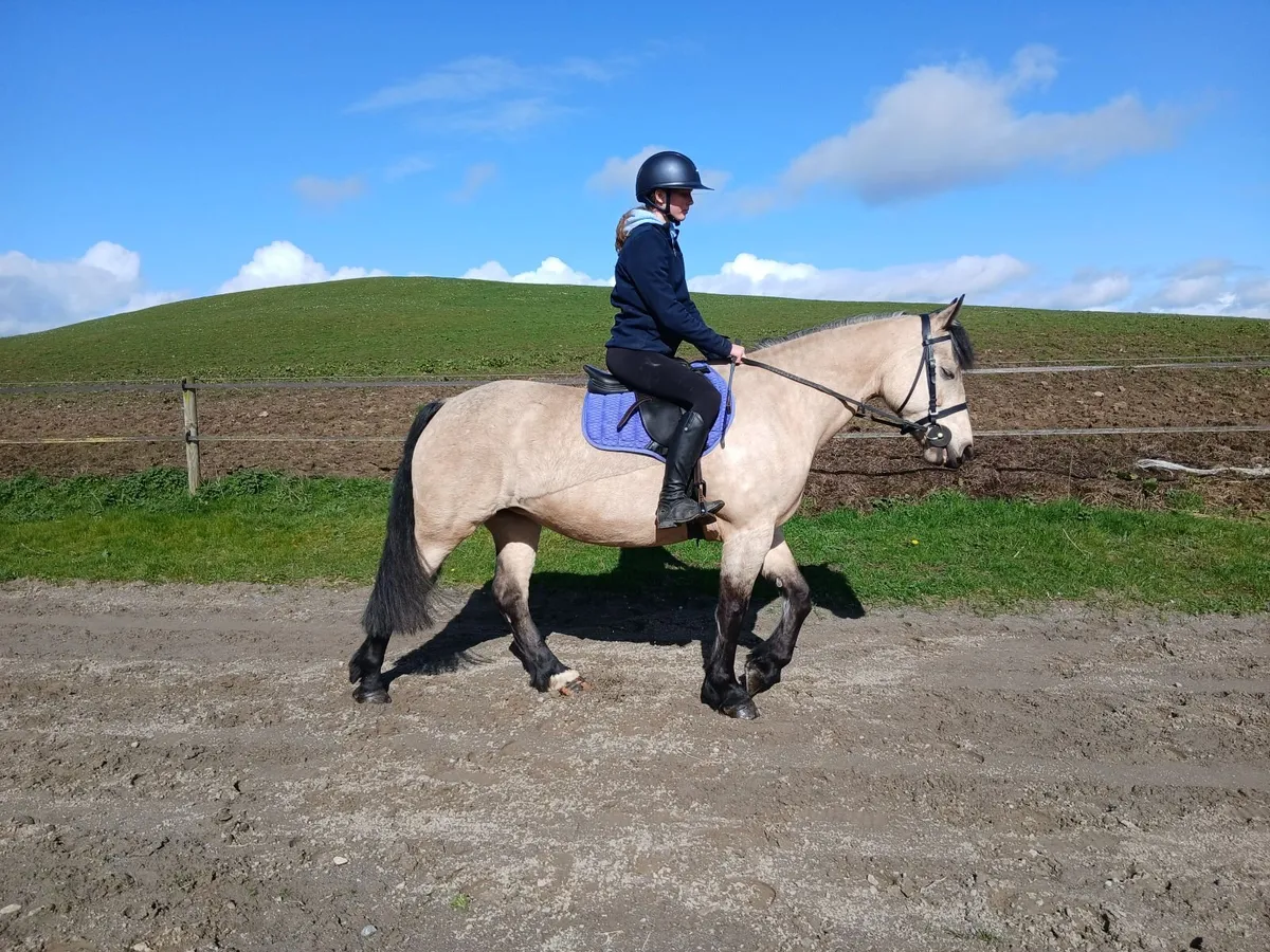Stunning Connemara X Cob - Image 4