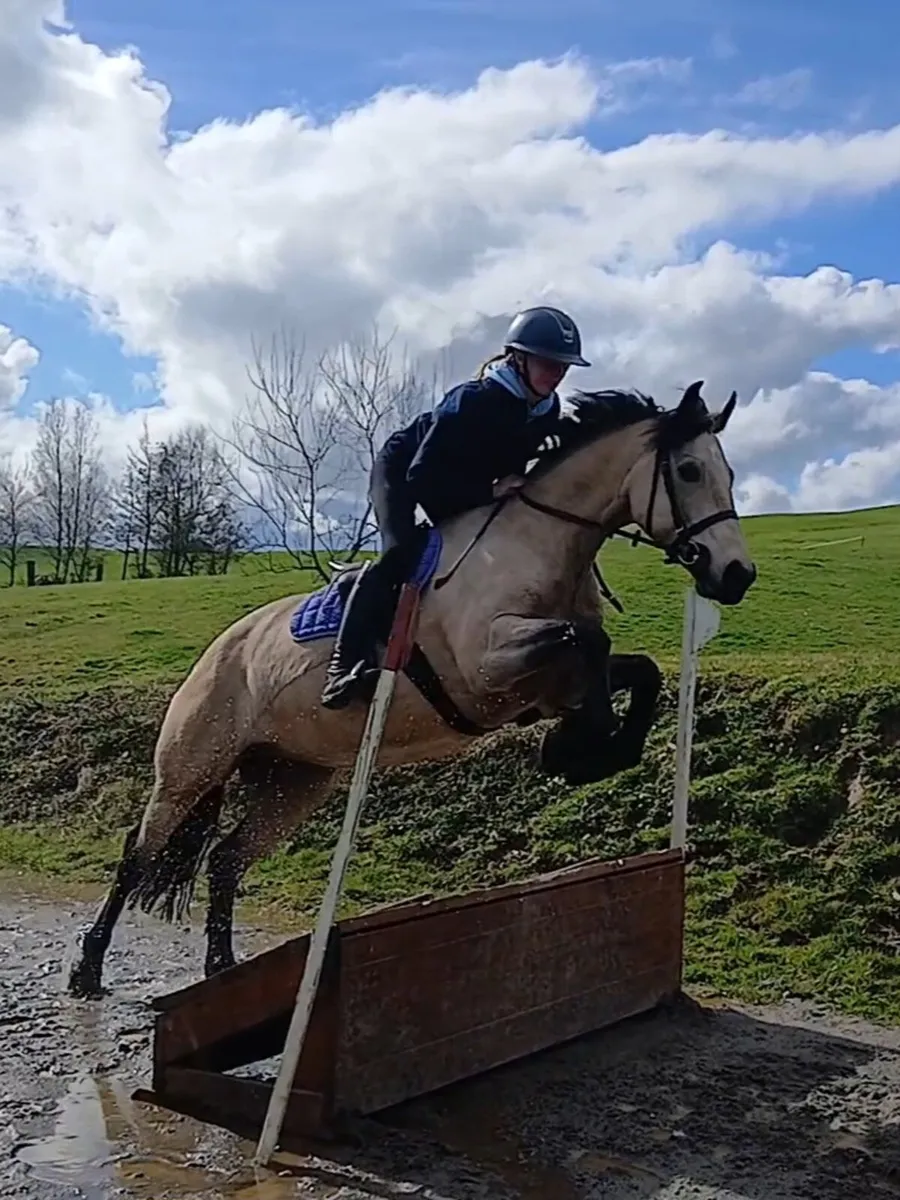 Stunning Connemara X Cob - Image 3