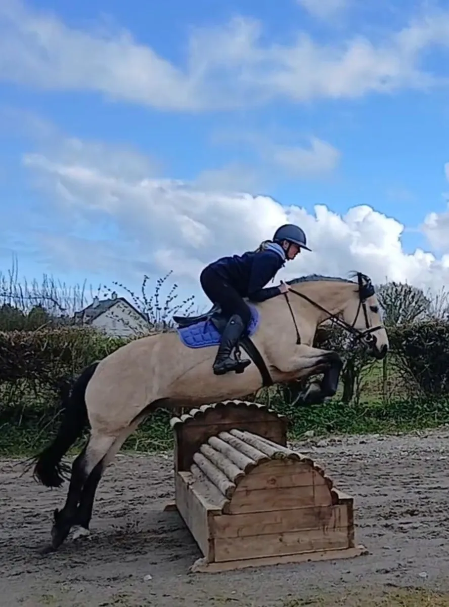 Stunning Connemara X Cob - Image 1