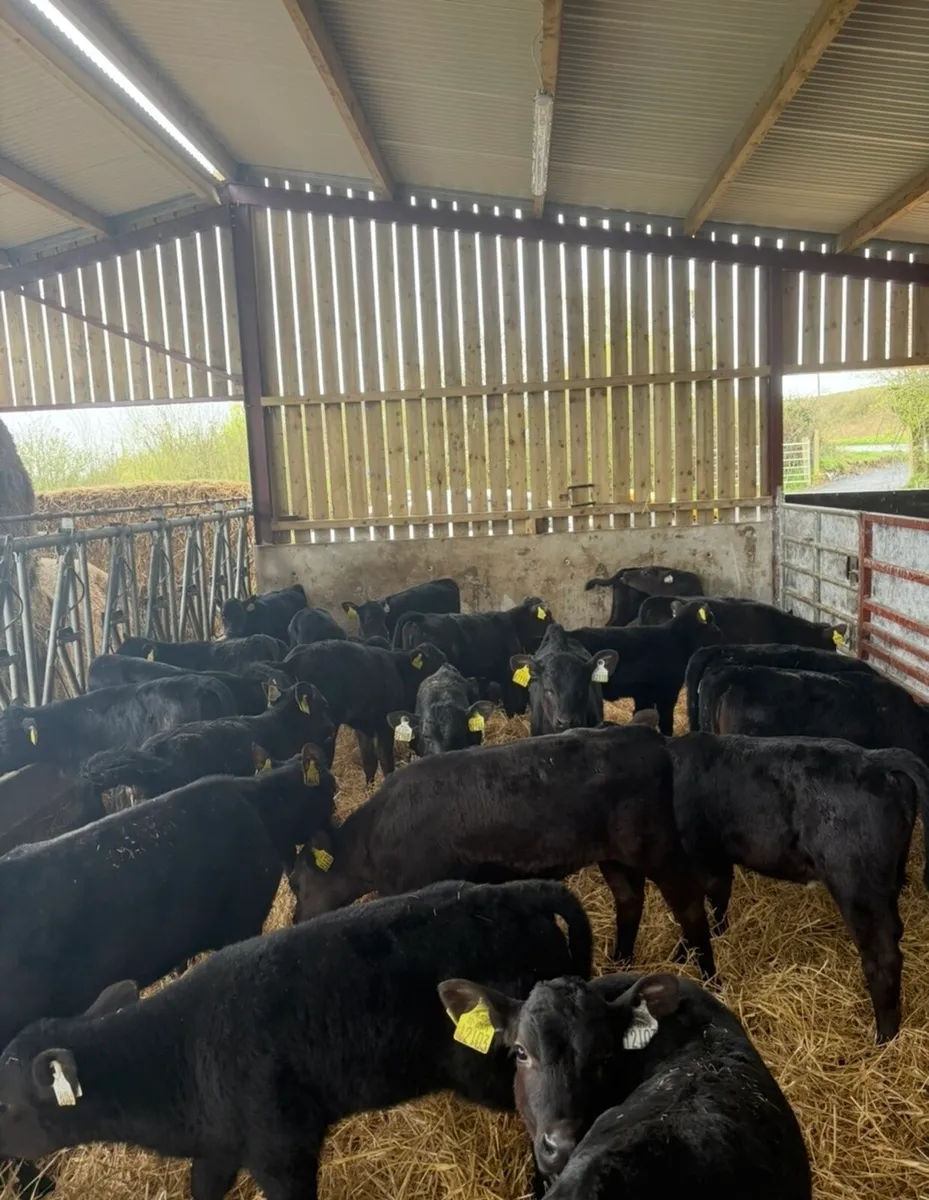 36 super 2 month old Angus heifers🔥🔥 - Image 1