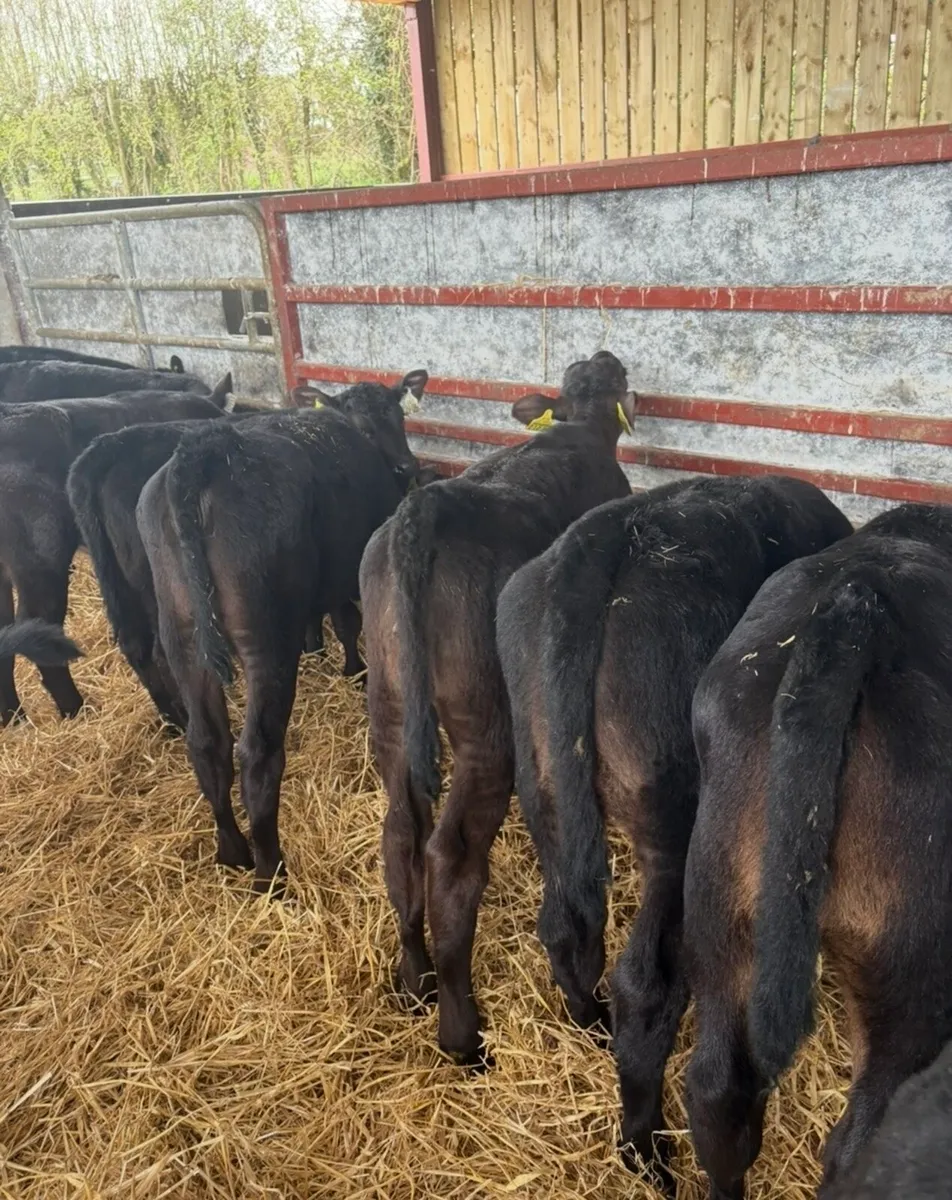 36 super 2 month old Angus heifers🔥🔥 - Image 2
