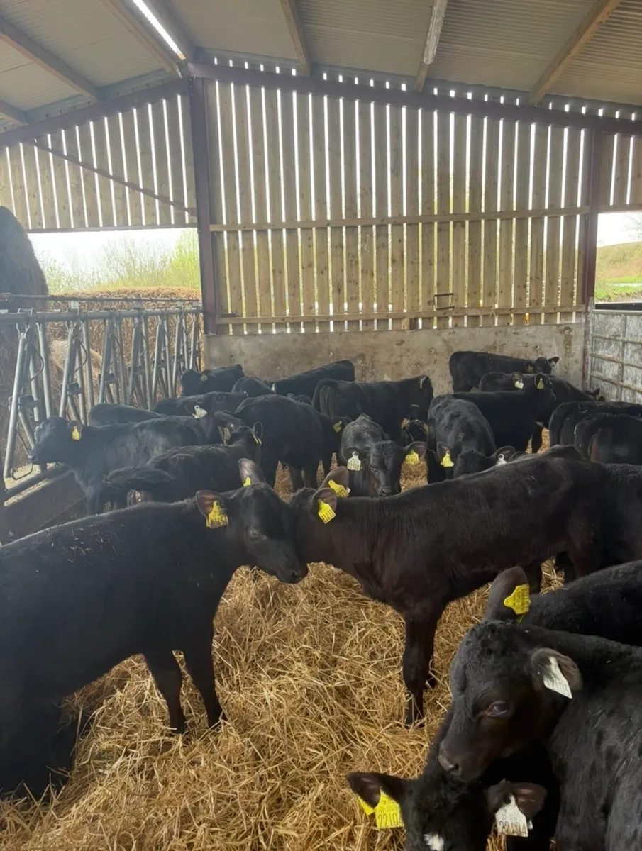 36 super 2 month old Angus heifers🔥🔥 - Image 3