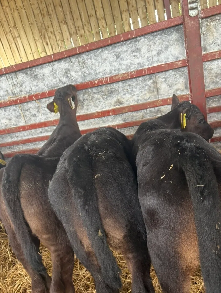 36 super 2 month old Angus heifers🔥🔥 - Image 4