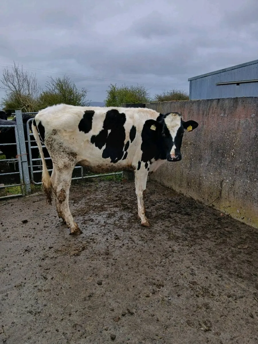 Pedigree heifer - Image 2
