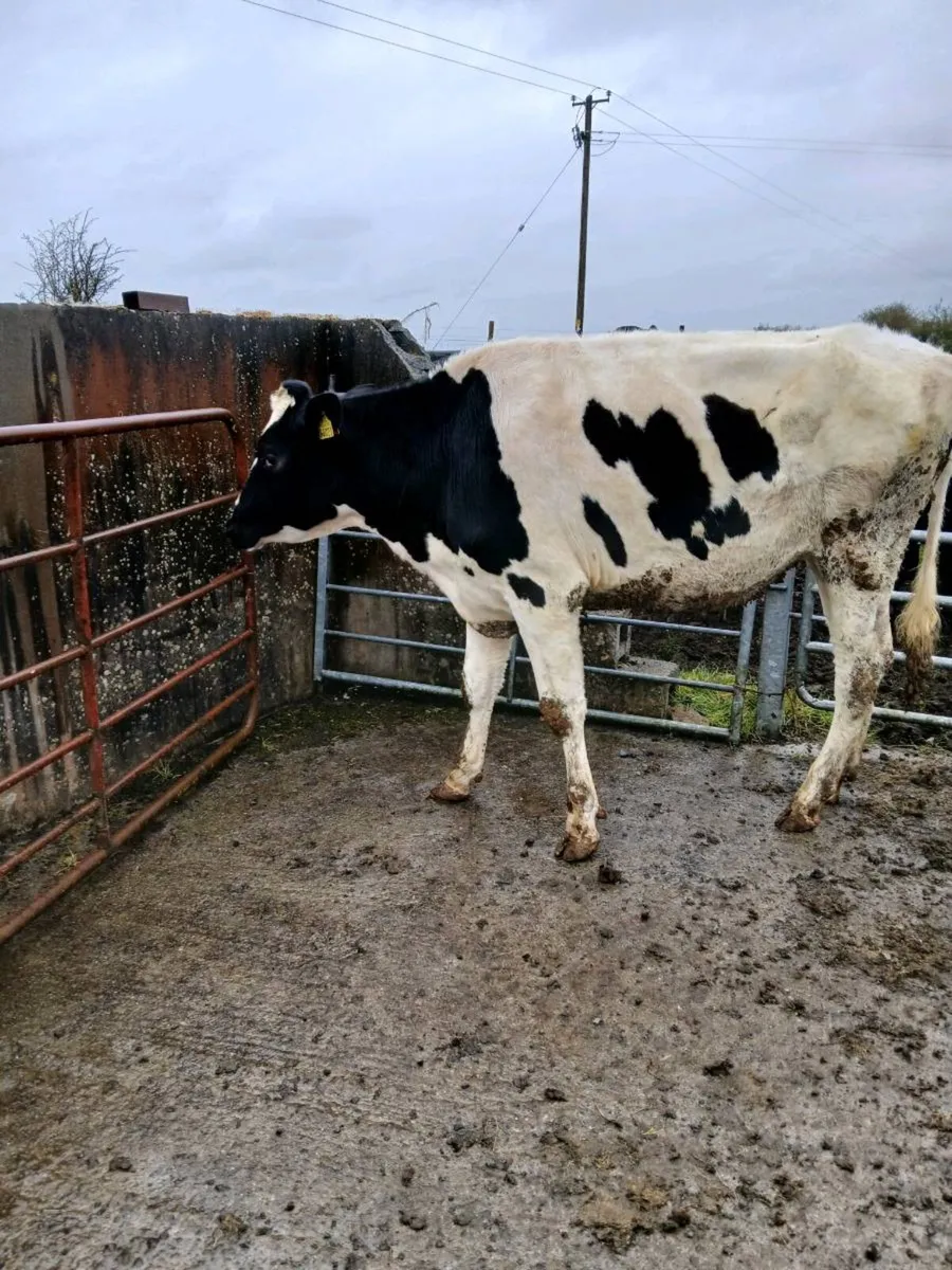 Pedigree heifer - Image 1