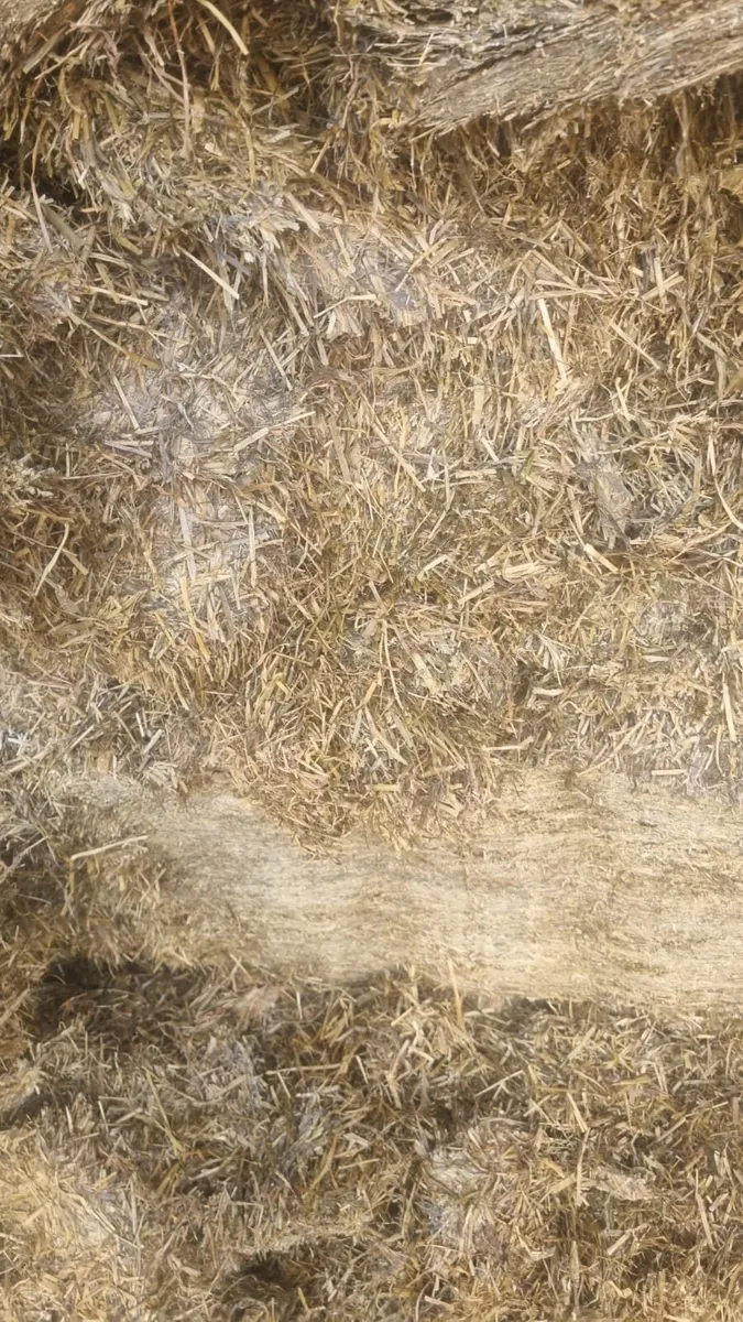 First cut silage - Image 2