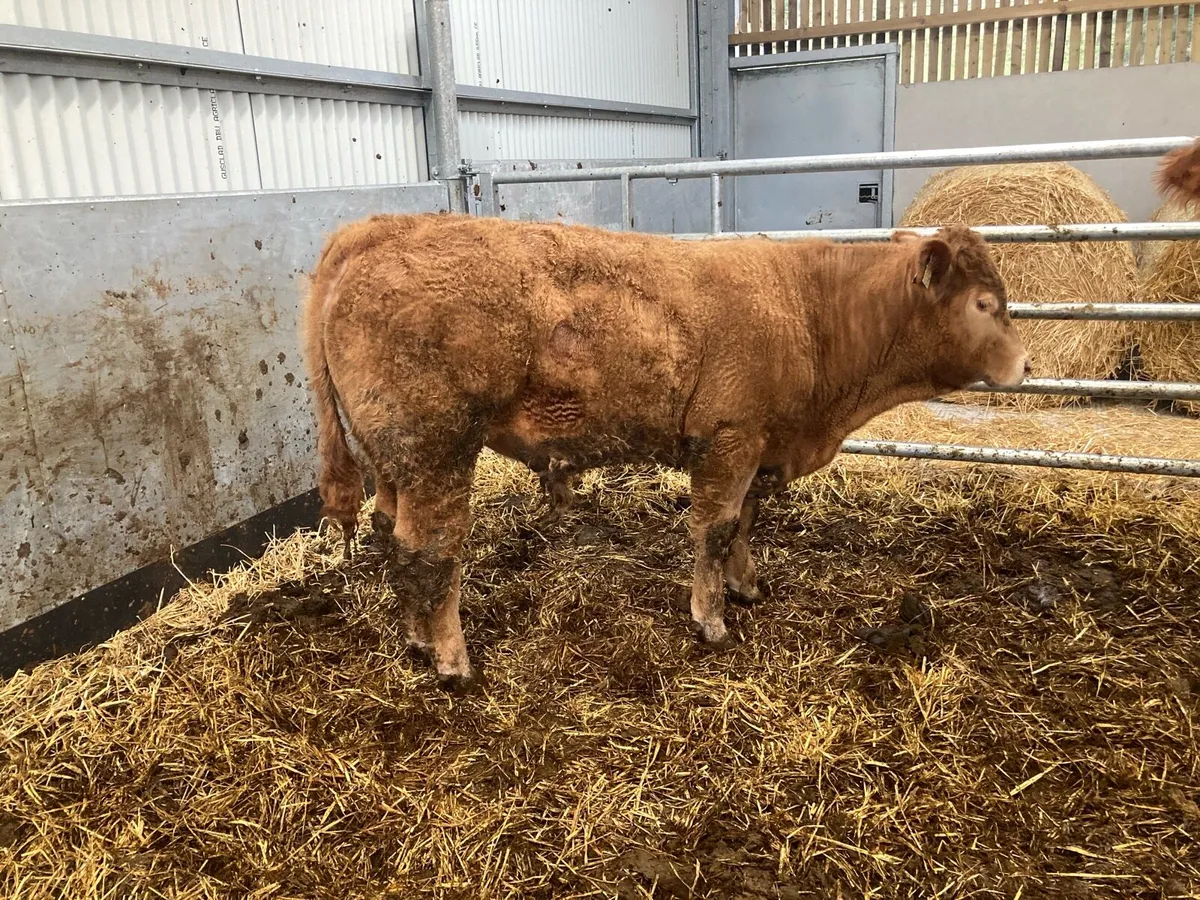 Organic Weanling bull - Image 1