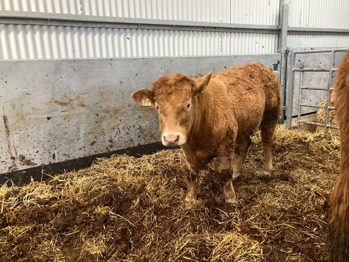 Organic Weanling bull - Image 2