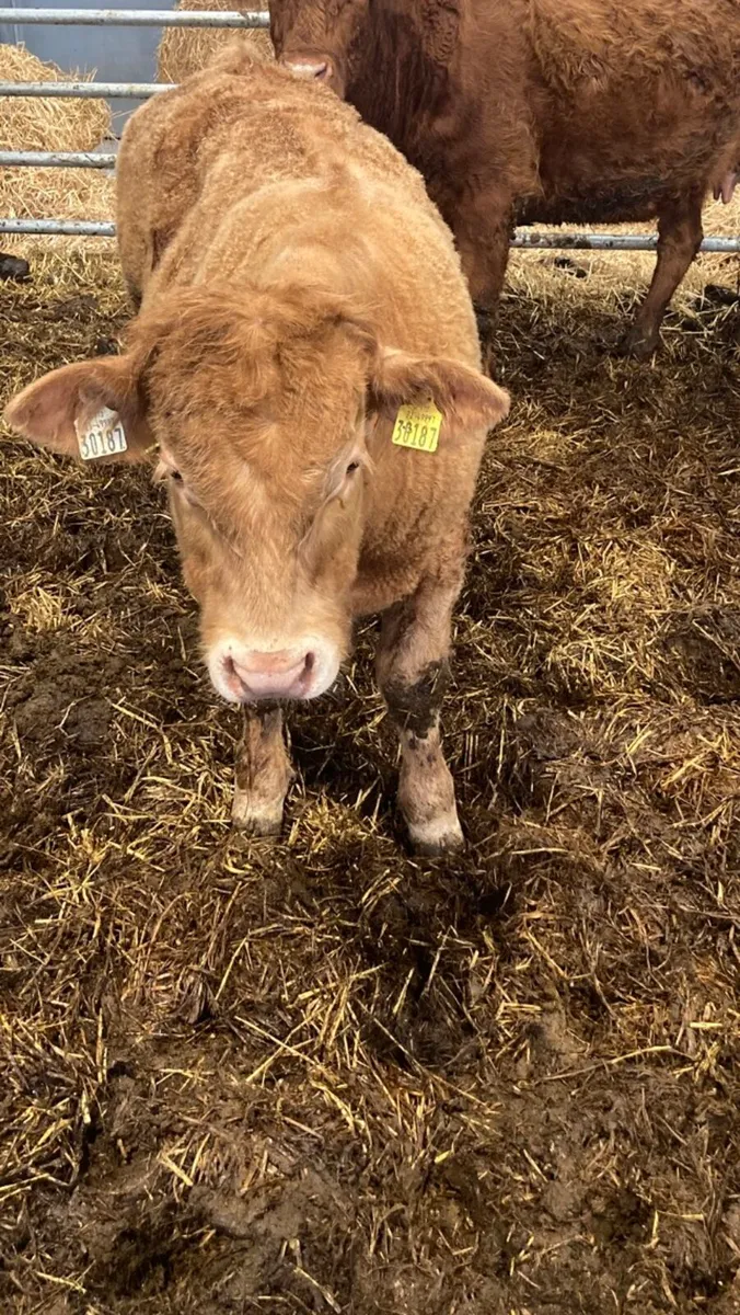 Organic Weanling bull - Image 3