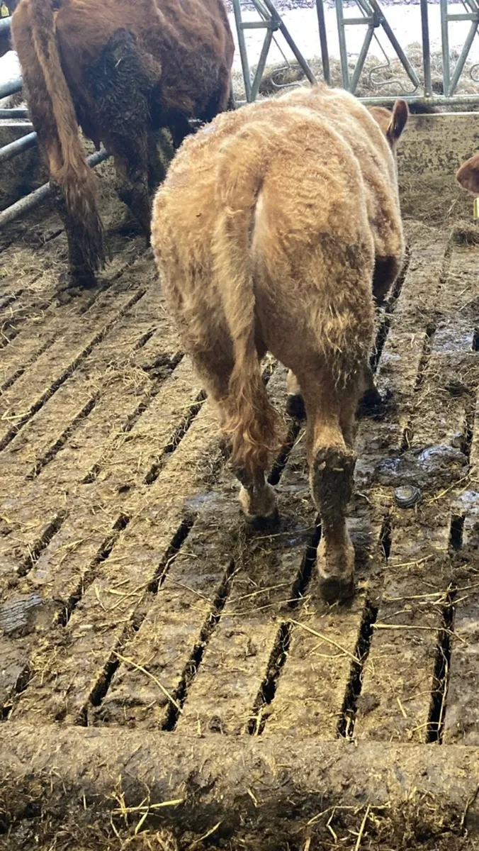 Organic Weanling bull - Image 4