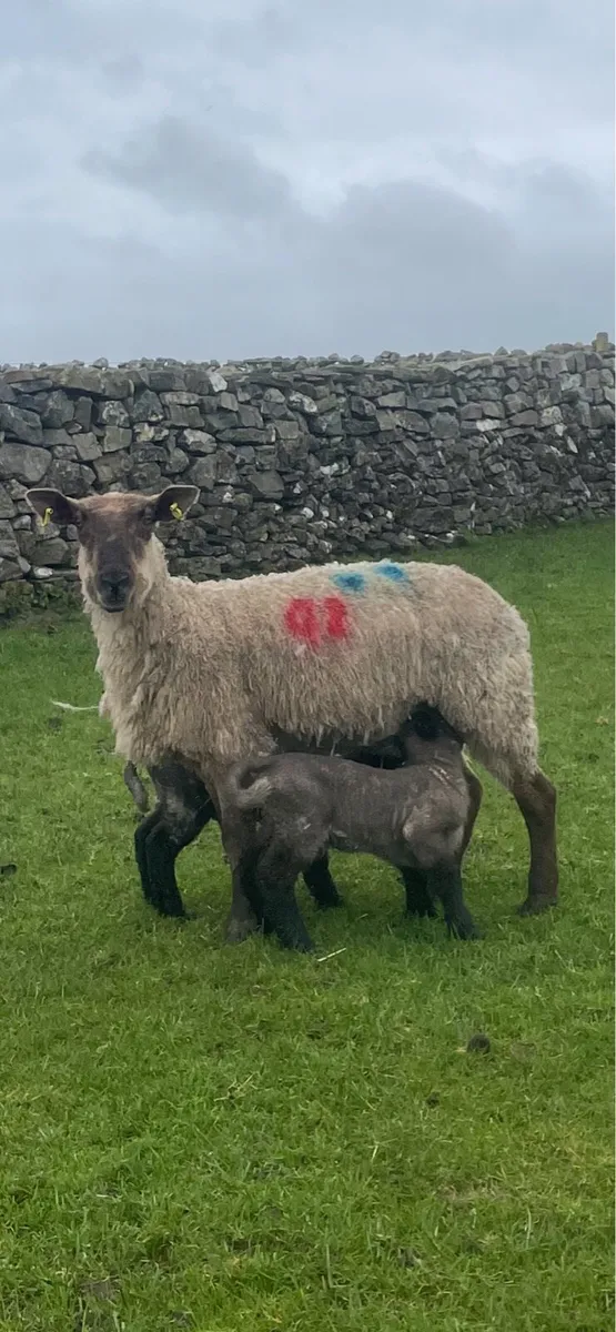 Ewes and lambs - Image 4