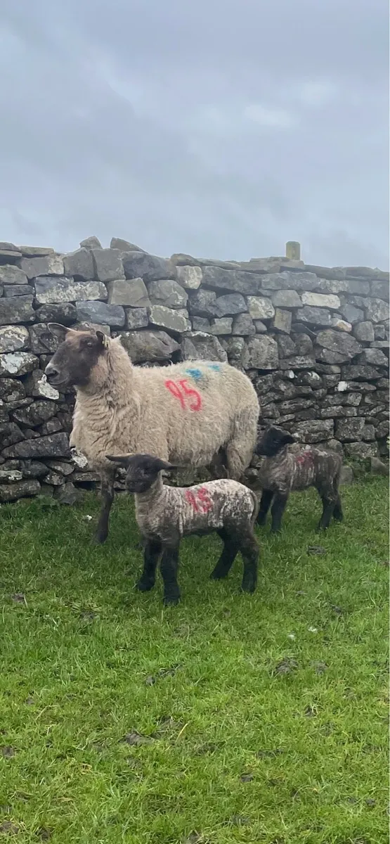 Ewes and lambs - Image 2