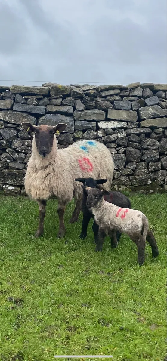 Ewes and lambs - Image 3