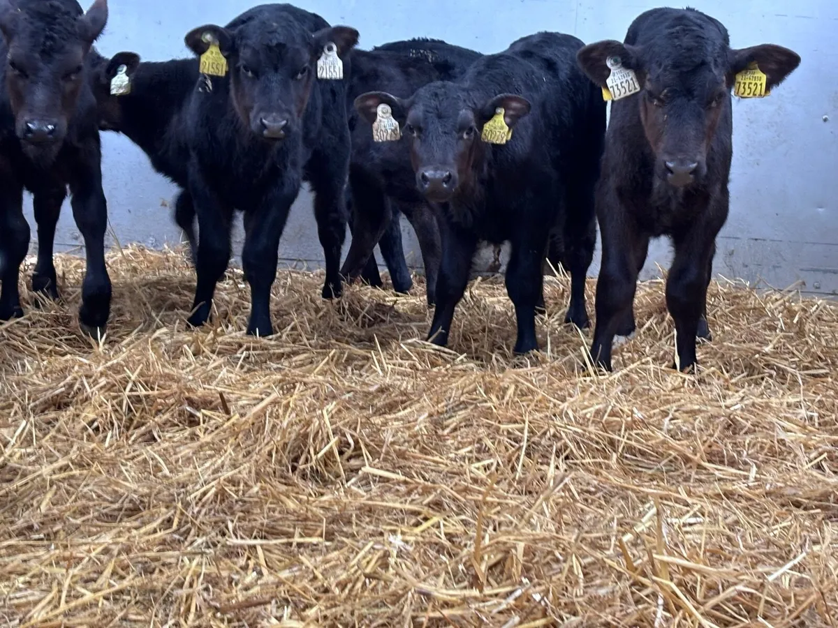 13 Angus heifer calves for sale - Image 1