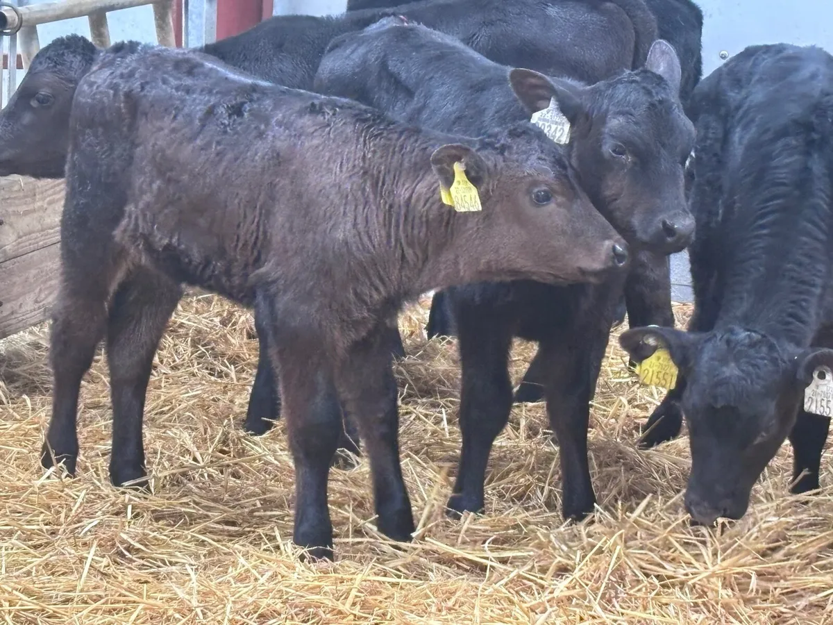 13 Angus heifer calves for sale - Image 2