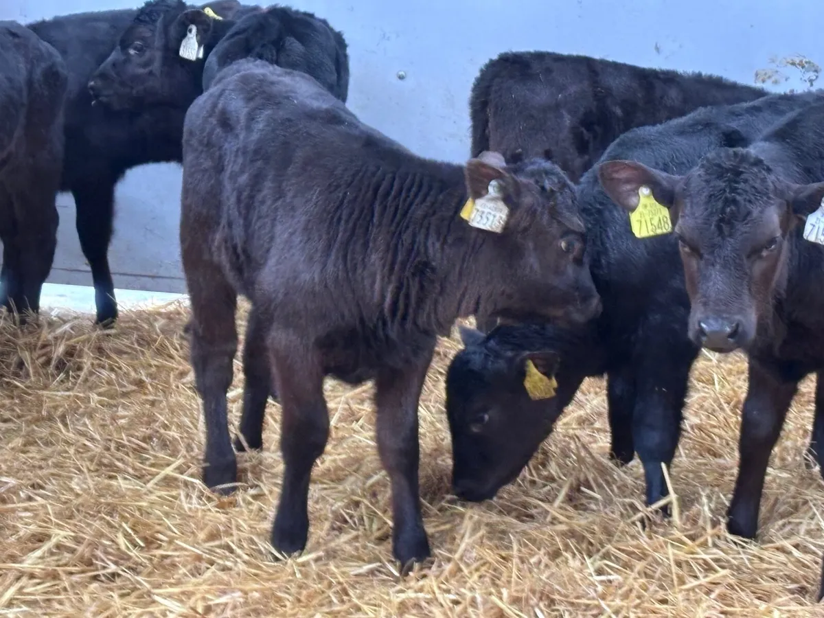 13 Angus heifer calves for sale - Image 3