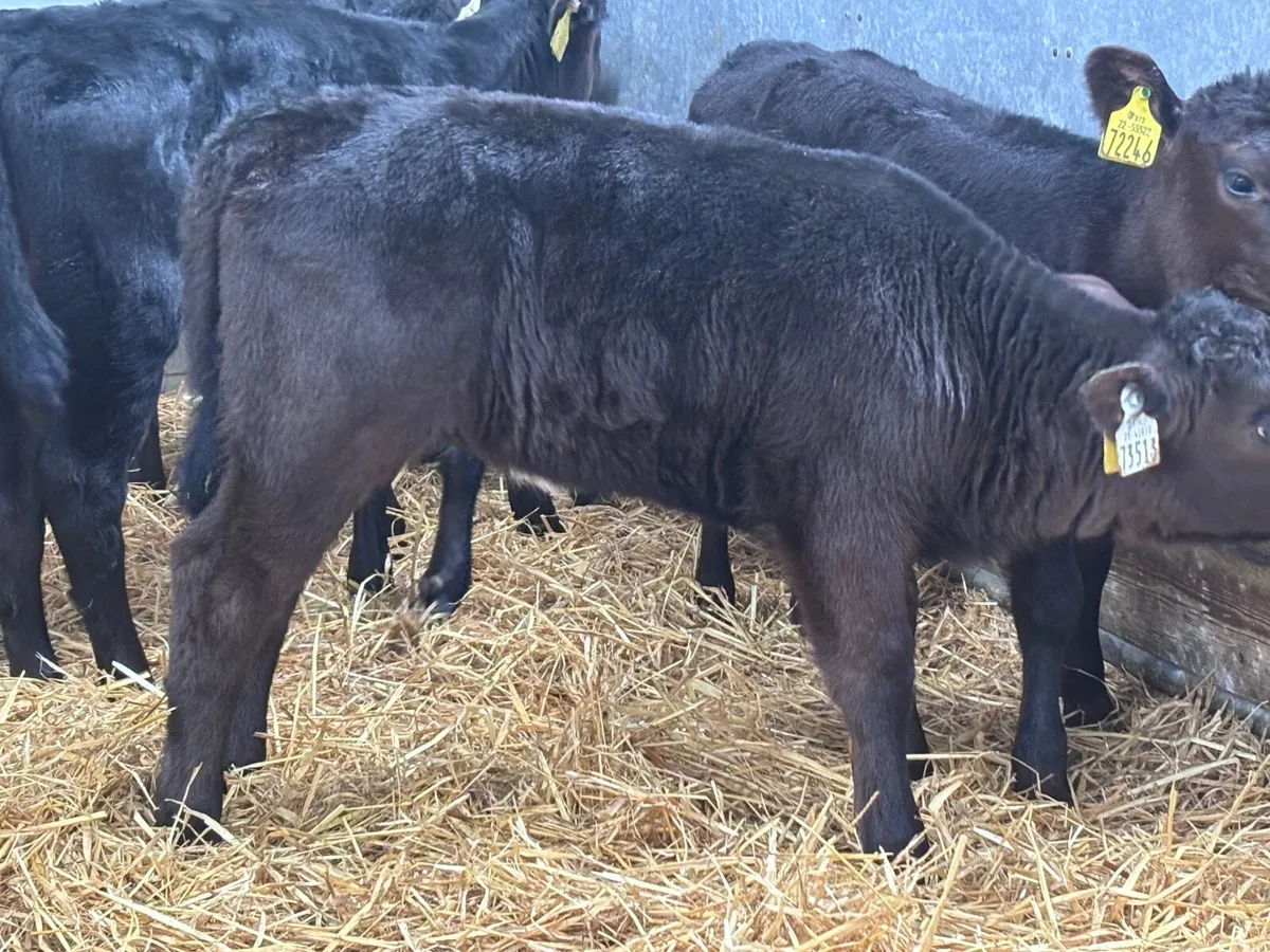 13 Angus heifer calves for sale - Image 4