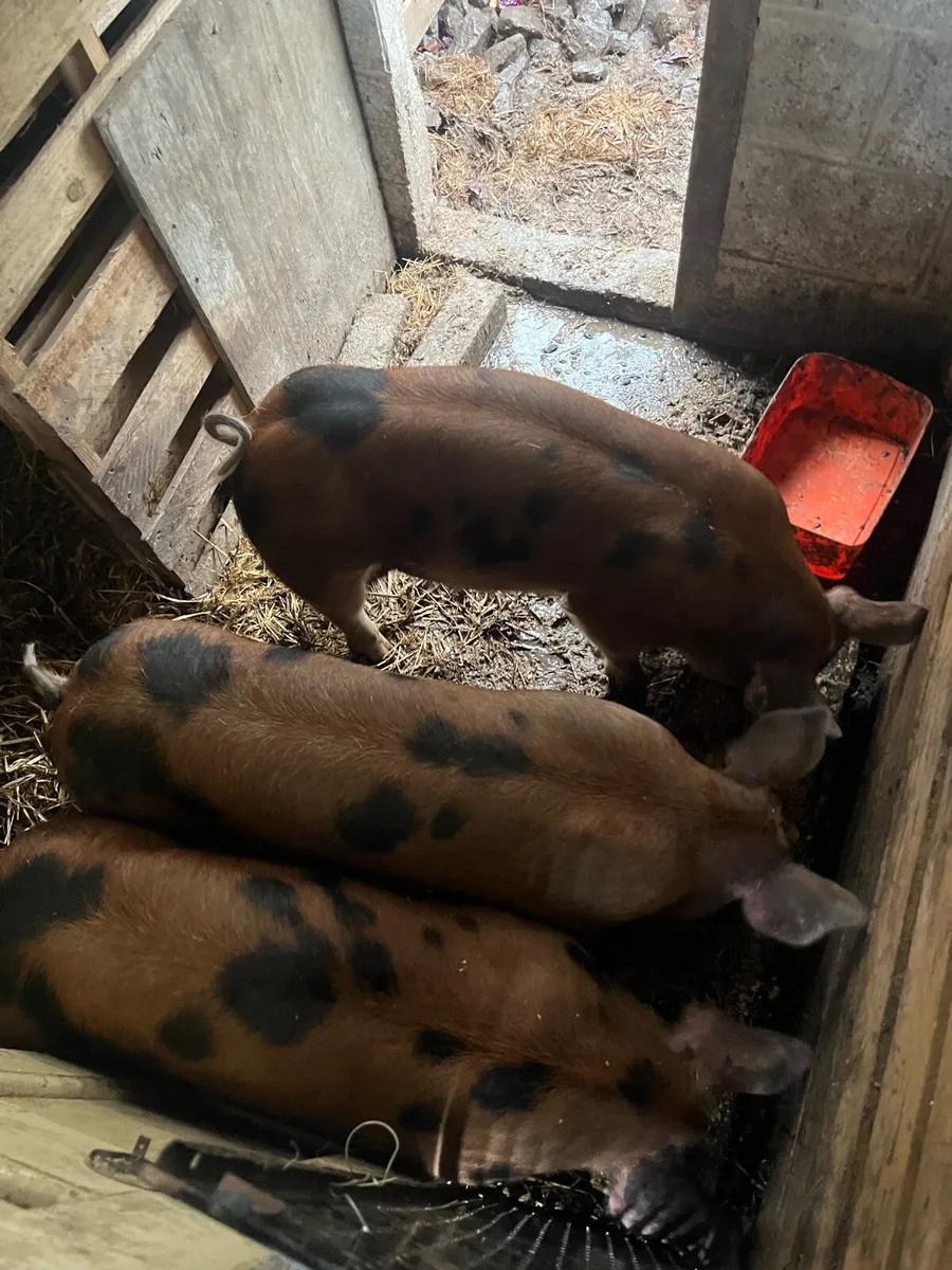 Pigs - Image 1
