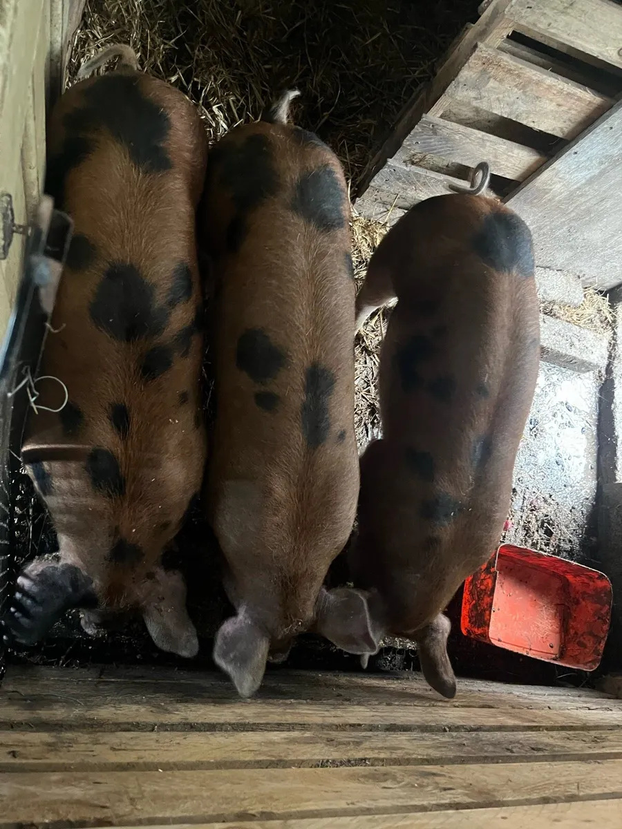 Pigs - Image 2