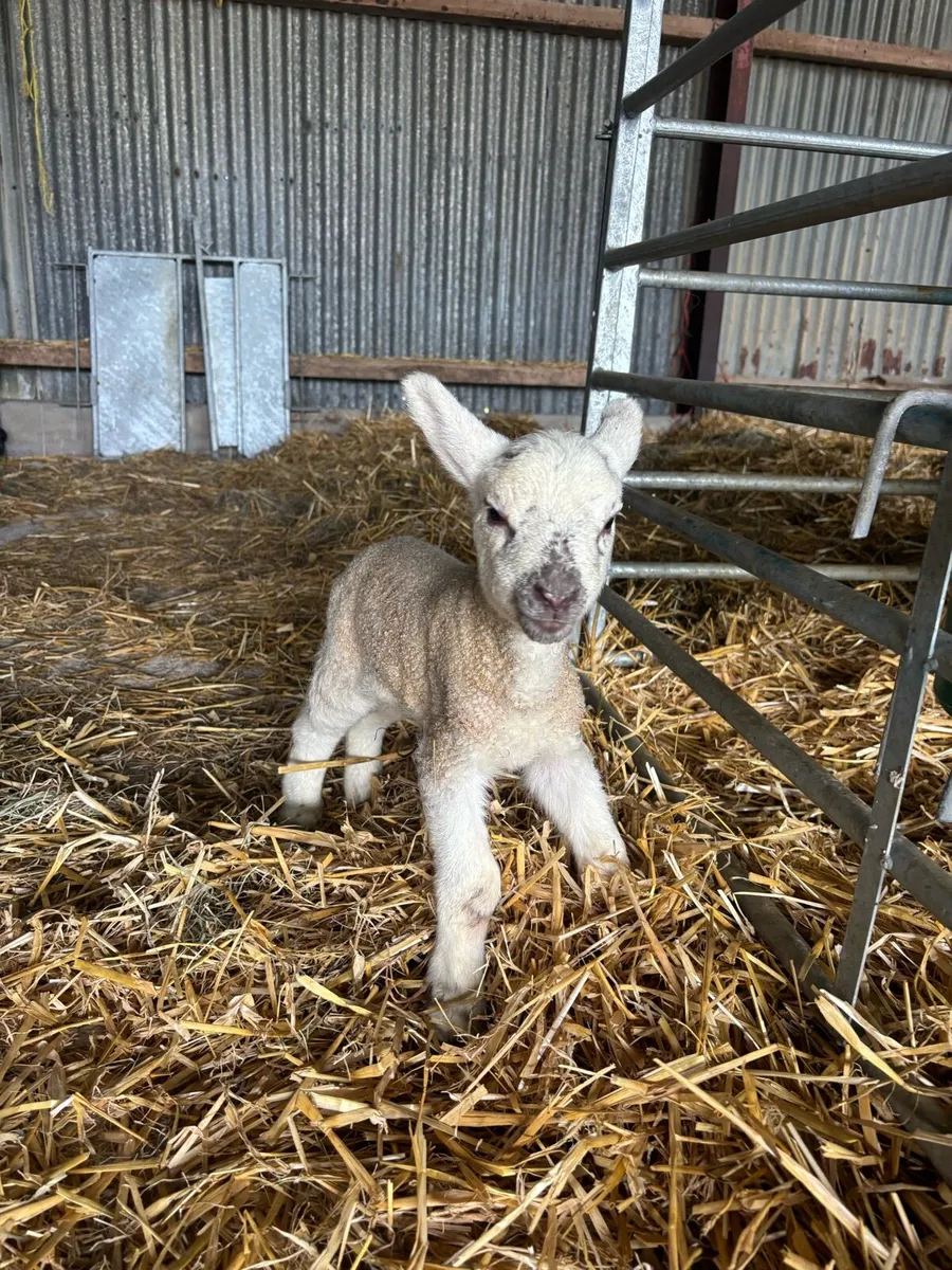 Pet/orphan lamb - Image 1