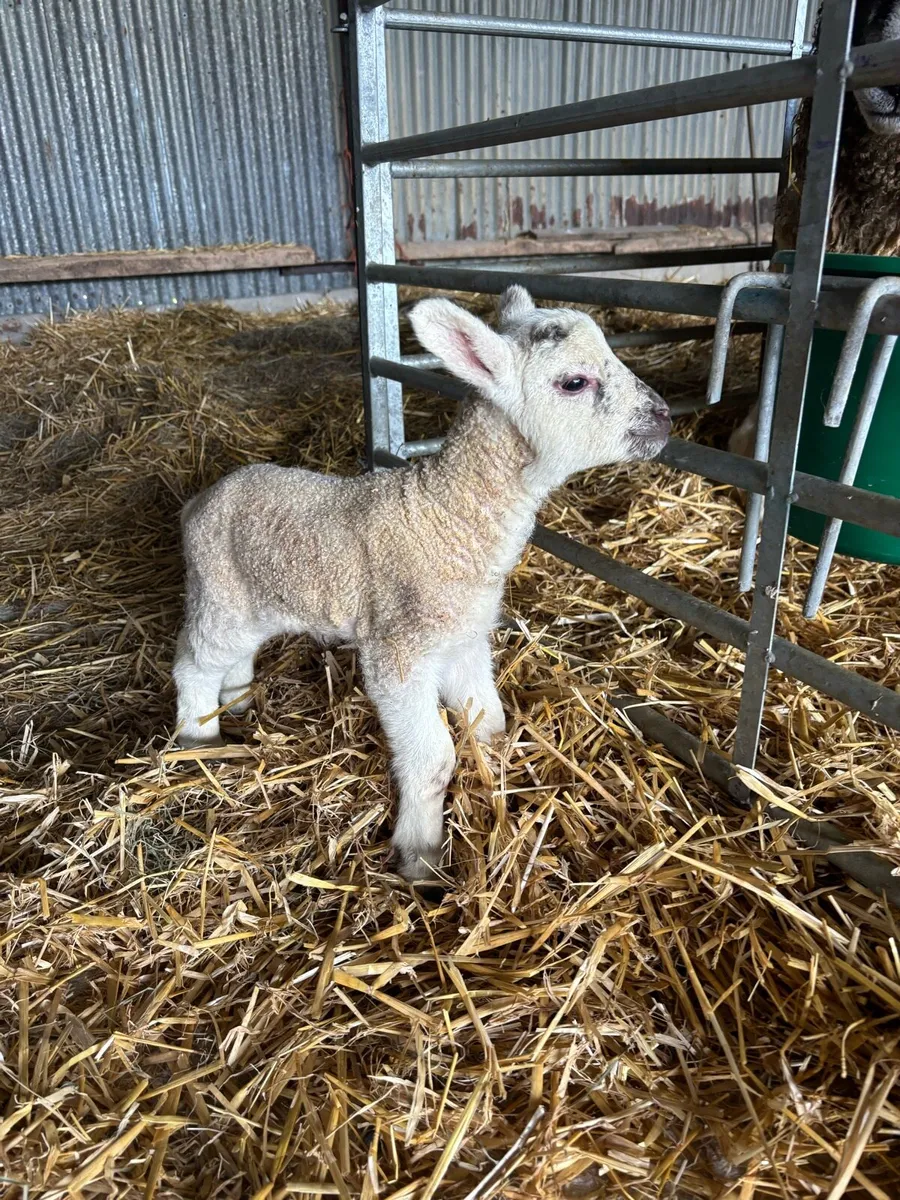 Pet/orphan lamb - Image 2