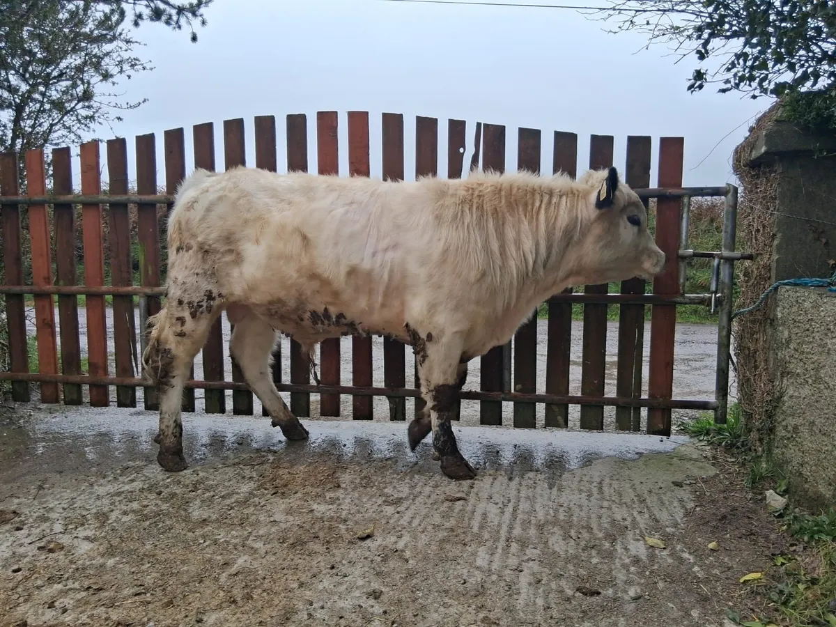 Pedigree registered speckle park bull - Image 1