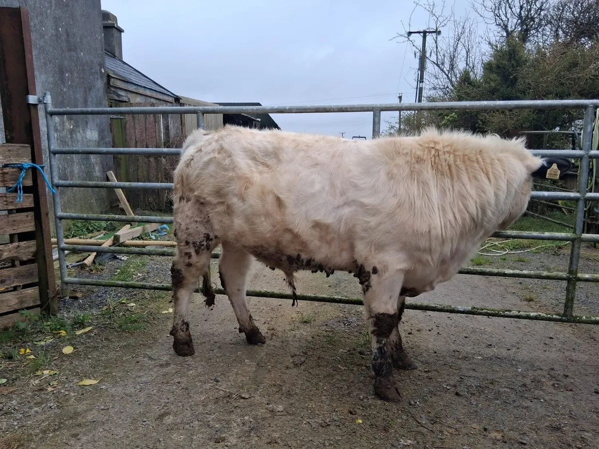 Pedigree registered speckle park bull - Image 2