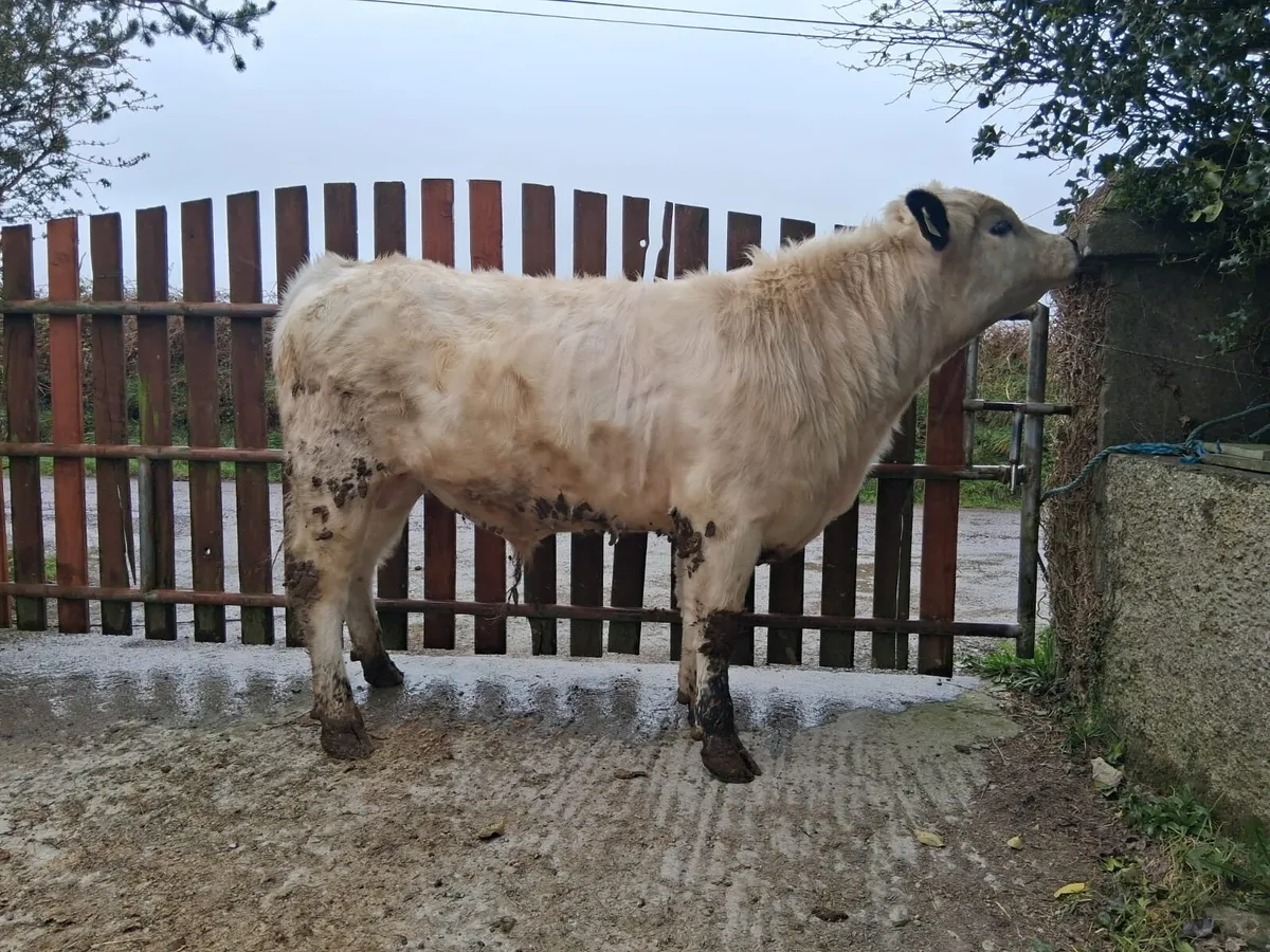 Pedigree registered speckle park bull - Image 3