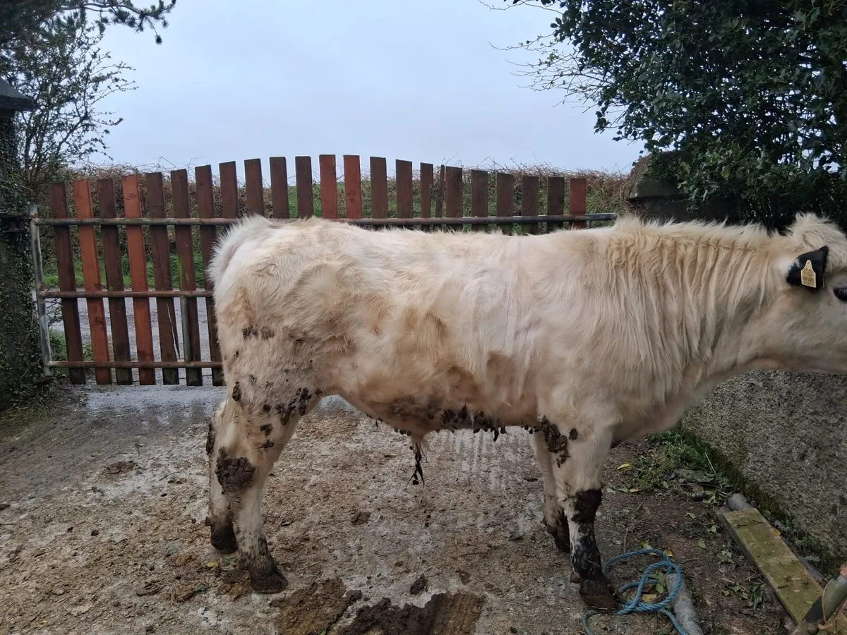 Pedigree registered speckle park bull - Image 4