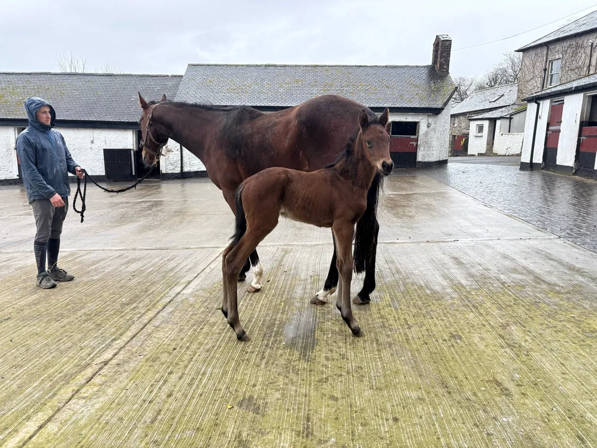 Well bred French TB Mare with Mirage Dancer foal - Image 2