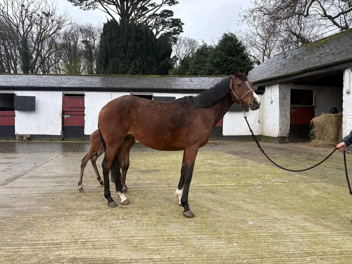 Well bred French TB Mare with Mirage Dancer foal - Image 1